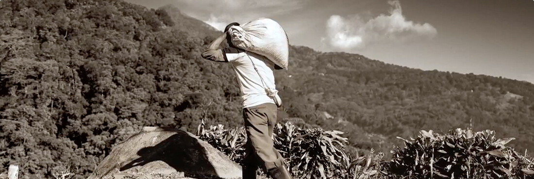 커피 원두를 담은 가마니를 어깨에 이고 산을 올라가는 성인 남자의 뒷 모습